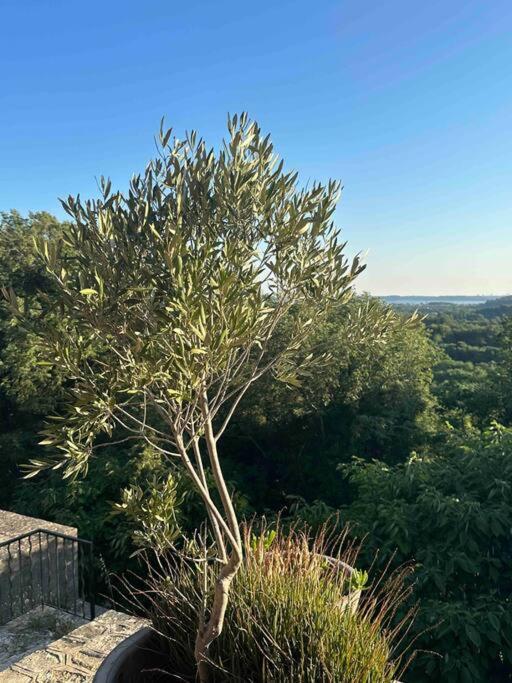 Sous Le « Figuier » Villa Cornillon-Confoux Kültér fotó